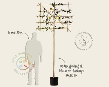 Lei-Photinia - Small - pakket 5 stuks + EXTRA'S!