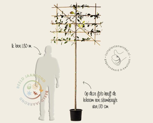 Lei-Photinia - Small - pakket 5 stuks + EXTRA'S!