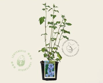 Lavatera 'Lilac Lady' image