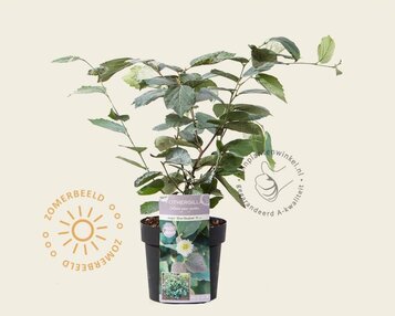 Fothergilla gardenii 'Blue Shadow' image