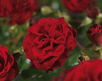 Rosa 'Balmoral Palace' image