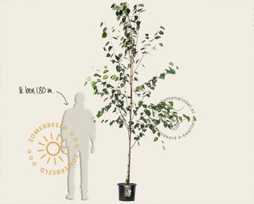 Betula utilis 'Doorenbos' image