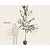 Betula utilis 'Doorenbos'