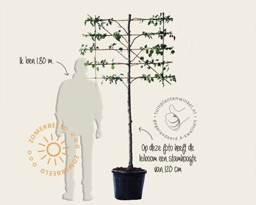 Lei-Sierpeer 'Chanticleer' - Small - pakket 6 stuks + EXTRA'S!