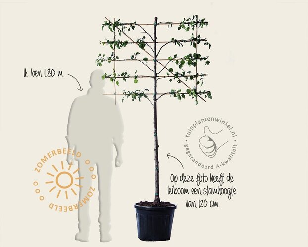 Lei-Sierpeer 'Chanticleer' - Small - pakket 6 stuks + EXTRA'S!