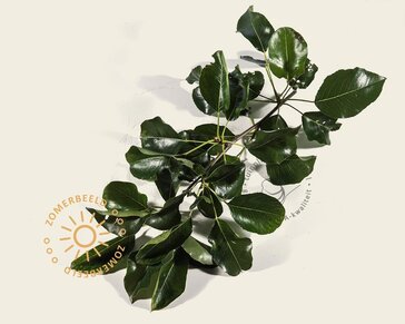 Lei-Sierpeer 'Chanticleer' - Small - pakket 6 stuks + EXTRA'S!