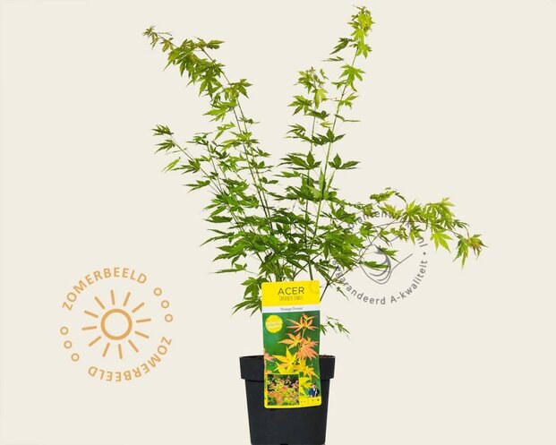 Acer palmatum 'Orange Dream'