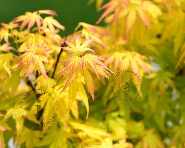 Acer palmatum 'Orange Dream'