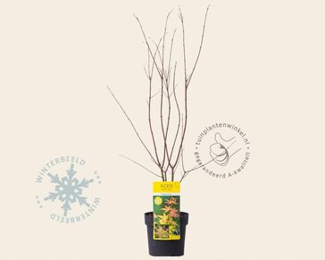 Acer palmatum 'Orange Dream'