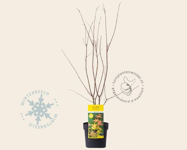 Acer palmatum 'Orange Dream'