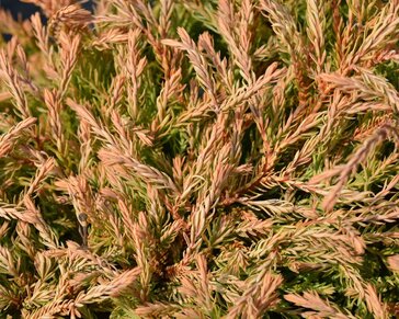 Thuja occidentalis 'Golden Tuffet'
