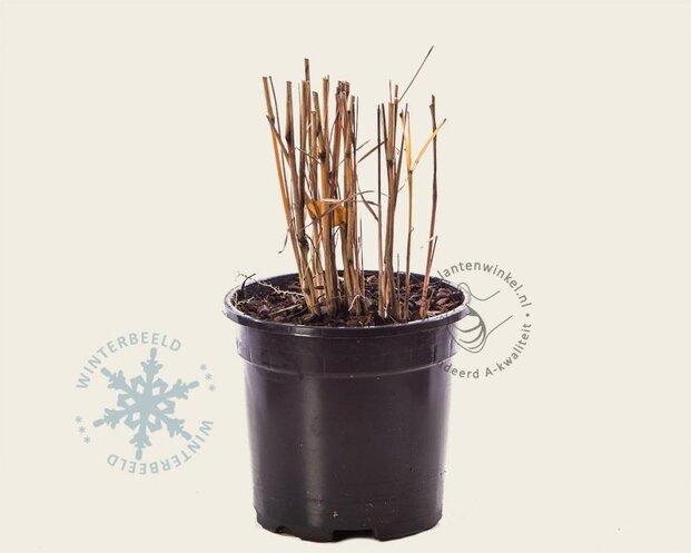 Miscanthus sinensis 'Cosmopolitan'