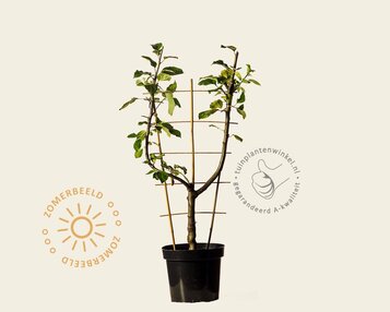 Malus domestica 'Rode Boskoop' - U-vorm image