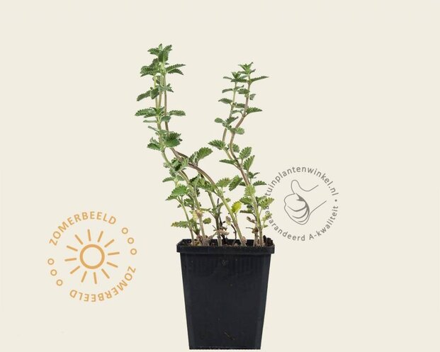 Nepeta faassenii 'Walker's Low'
