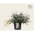 Abelia grandiflora - XL