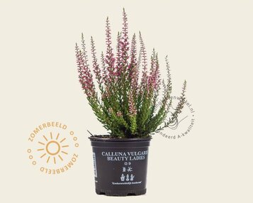 Calluna vulgaris 'Beauty Ladies Marica' - Roze image