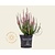 Calluna vulgaris 'Beauty Ladies Marica' - Roze