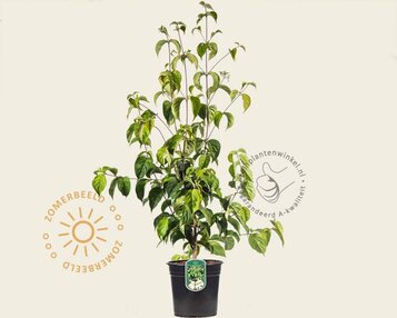 Cornus kousa chinensis image
