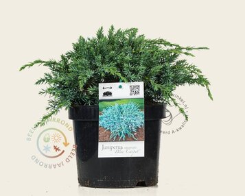 Juniperus squamata 'Blue Carpet' image