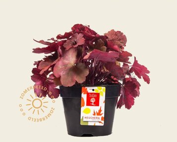 Heuchera 'Cherry Cola' image