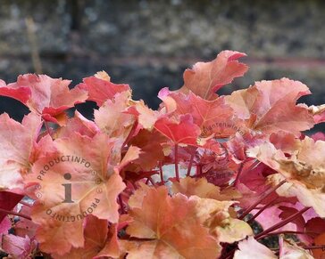Heuchera 'Cherry Cola'