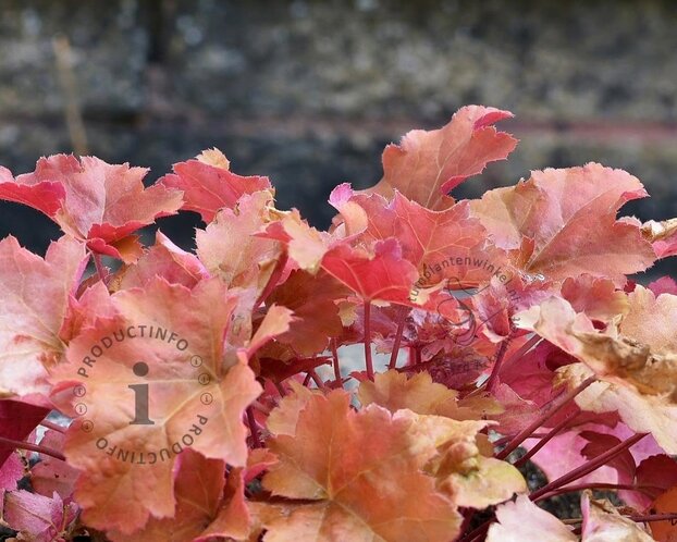 Heuchera 'Cherry Cola'