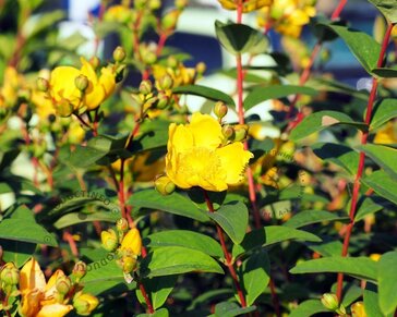 Hypericum 'Magical Red Star'