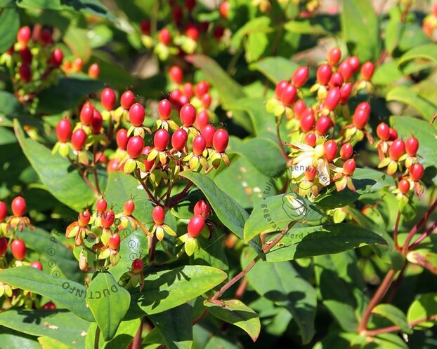 Hypericum 'Magical Red Star'