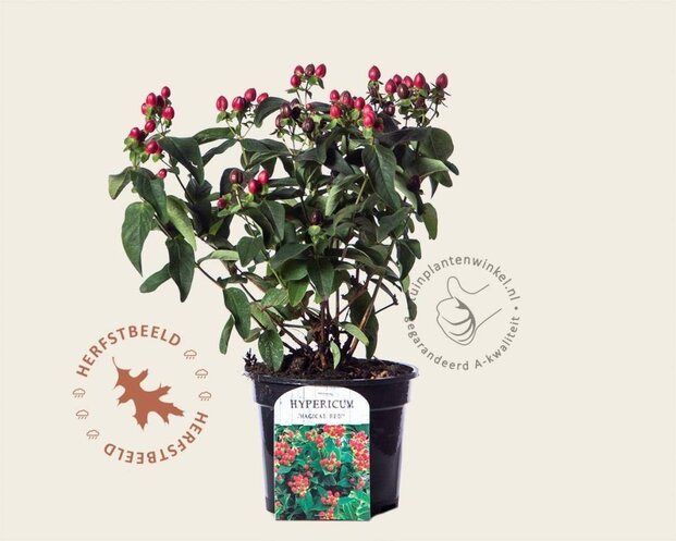 Hypericum 'Magical Red Star'