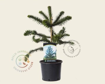 Araucaria araucana image