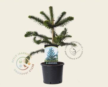 Araucaria araucana