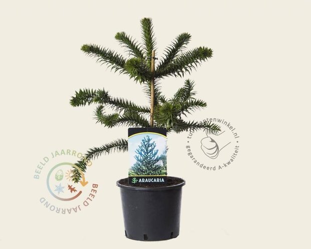 Araucaria araucana