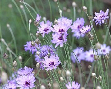 Catananche caerulea image
