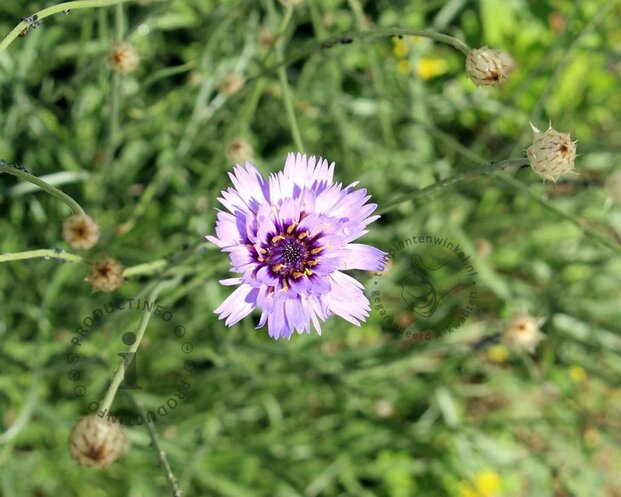 Catananche caerulea