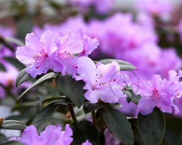Rhododendron praecox