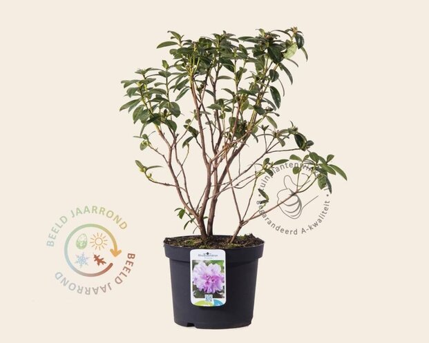 Rhododendron praecox