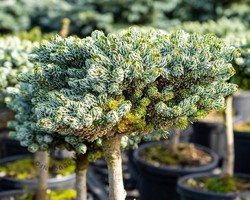 Abies koreana 'Blauer Eskimo' - 20 cm stam