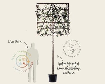 Lei-Photinia - 150 - pakket 6 stuks + EXTRAS!