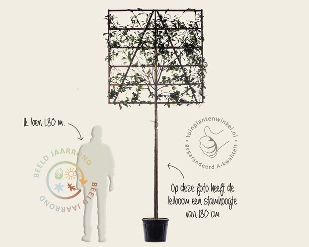 Lei-Photinia - 150 - pakket 6 stuks + EXTRAS!