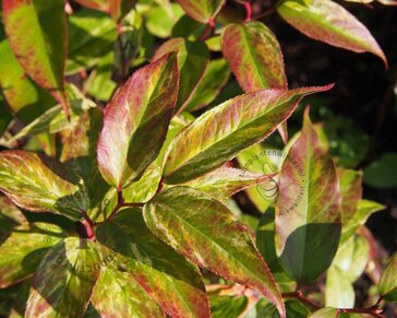 Leucothoe walteri 'Rainbow'