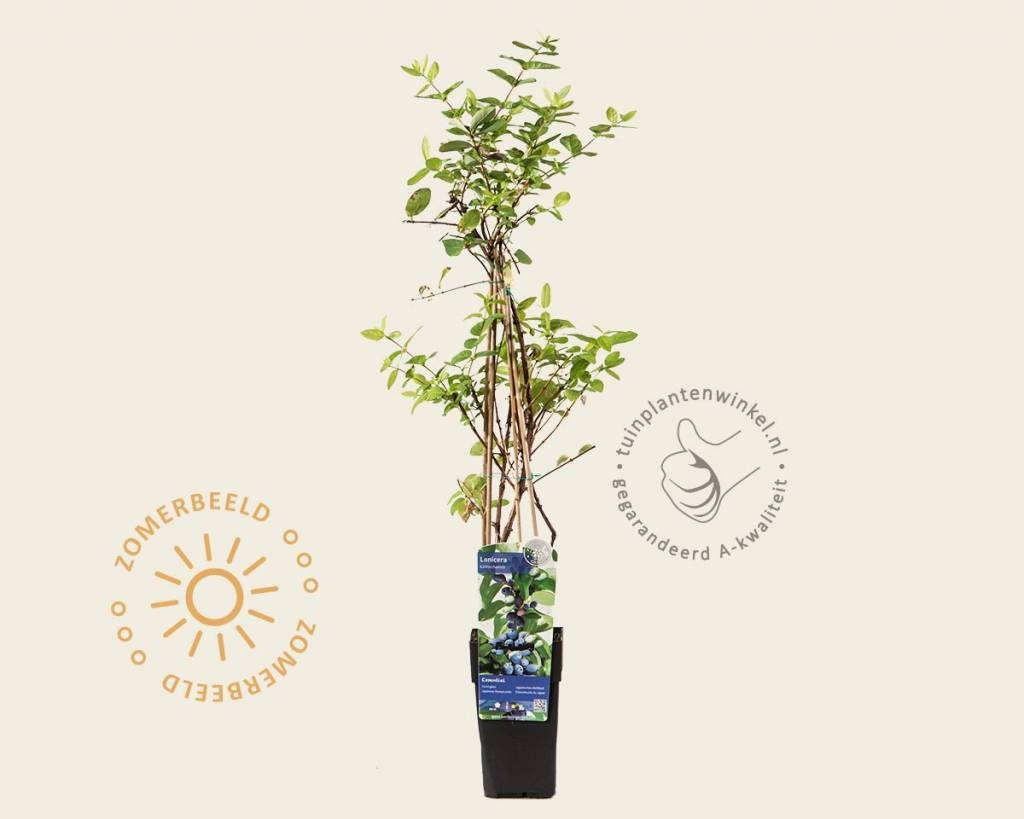 Lonicera kamtschatica 'Morena' kopen | Honingbes