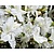 Rhododendron Azalea 'Pleasant White'
