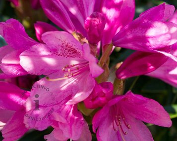 Rhododendron 'Wine and Roses' image