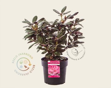 Rhododendron 'Wine and Roses'