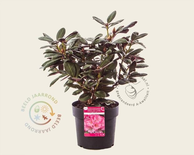 Rhododendron 'Wine and Roses'
