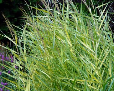 Phragmites australis 'Variegata'