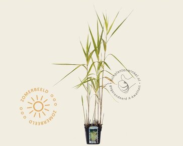 Phragmites australis 'Variegata'