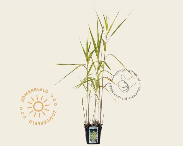 Phragmites australis 'Variegata'