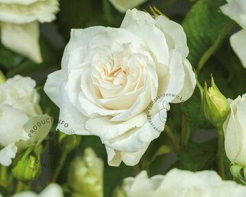 Rosa 'Sherwood Forest' image