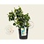 Hedera helix 'Arbori Compact'